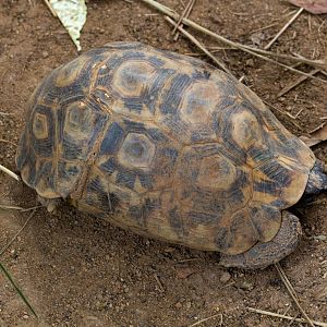 Bells Hingeback Tortoise
