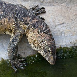 Nile Monitor