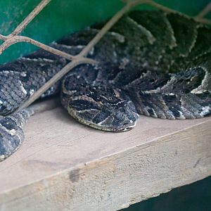 Puff Adder