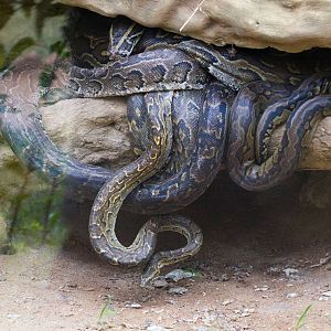 African Rock Python