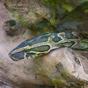 African Rock Python