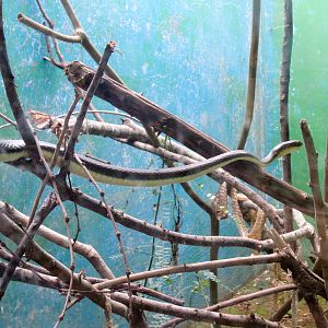 Sun Olive Tree Snake enclosure