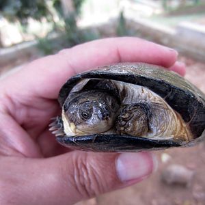 Helmeted Terrapin