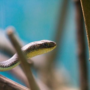Sun Olive Tree Snake