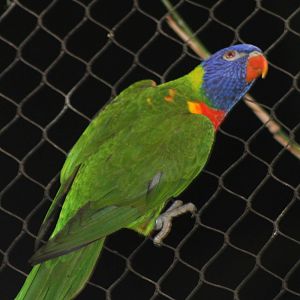 Rainbow lorikeet