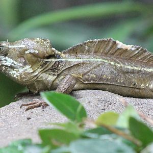 Brown basilisk