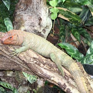 Caiman lizard
