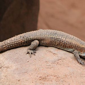 Lizard ID