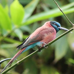 Carmine bee-eater