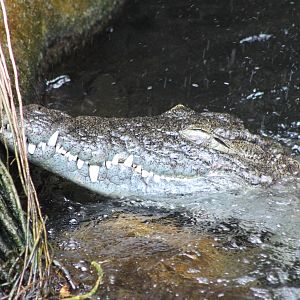 Nile crocodile