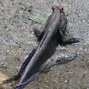Mudskipper