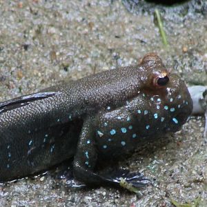 Mudskipper