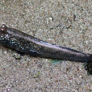 Mudskipper