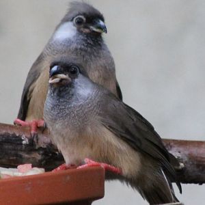 Striated mousebirds