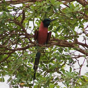 Carmine bee-eater