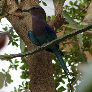 Lilac-breasted roller