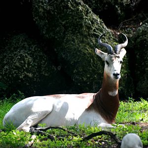 Dama Gazelle at Miami, 12/10/13