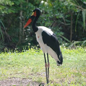 Saddle-billed Stork at Miami, 12/10/13