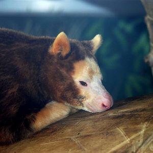Matschie's Tree Kangaroo at Miami, 12/10/13