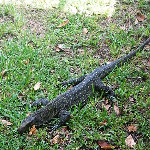 Crocodile Monitor at Miami, 12/10/13