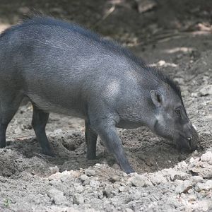 Visayan Warty Pig at Miami, 12/10/13