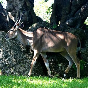Giant Eland at Miami, 12/10/13