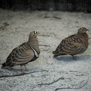 Four-banded Sandgrouse at Miami, 12/10/13