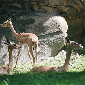 Southern Gerenuks at Miami, 12/10/13