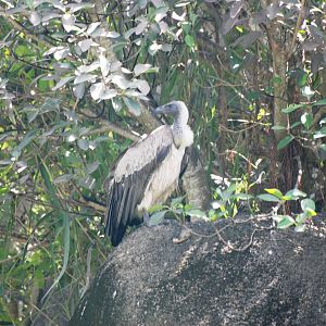 African White-backed Vulture at Miami, 12/10/13