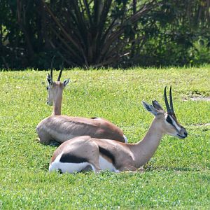 Grant's Gazelles at Miami, 12/10/13