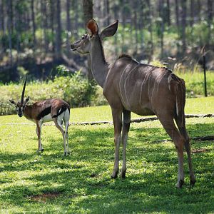Thomson's Gazelle and Greater Kudu at Miami, 12/10/13