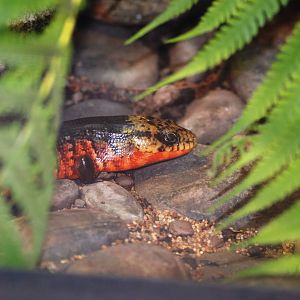 Central American Galliwasp at Miami, 12/10/13