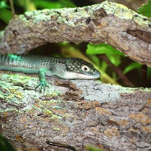 Alligator Lizard at Miami, 12/10/13