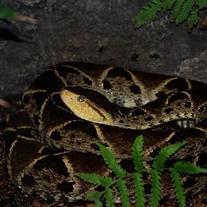 Fer-de-Lance at Miami, 12/10/13