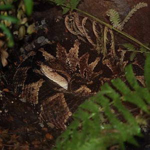 Common Jumping Viper at Miami, 12/10/13