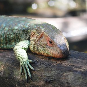 Northern Caiman Lizard at Miami, 12/10/13