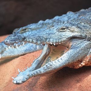 Orinoco Crocodiles at Miami, 12/10/13