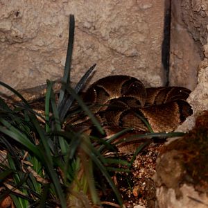 Brazilian Lancehead at Miami, 12/10/13