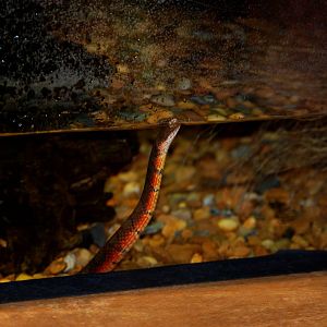 Tropical Water Snake at Miami, 12/10/13