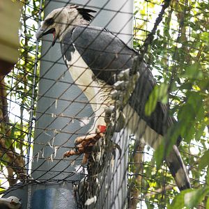Harpy Eagle at Miami, 12/10/13