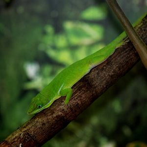 White-lipped Anole at Miami, 12/10/13