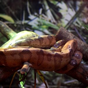 Annulated Boa at Miami, 12/10/13