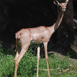 Southern Gerenuk at Miami, 12/10/13