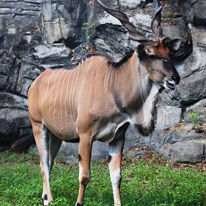 Giant Eland at Miami, 12/10/13