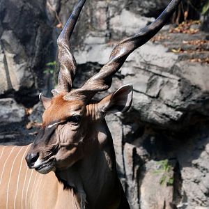 Giant Eland at Miami, 12/10/13