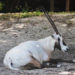 Arabian Oryx at Miami, 12/10/13