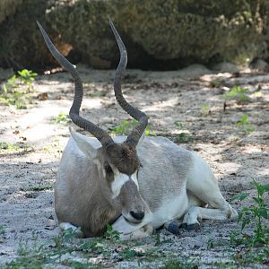 Addax at Miami, 12/10/13