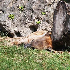 Sleepy Spotted Hyaena at Miami, 12/10/13