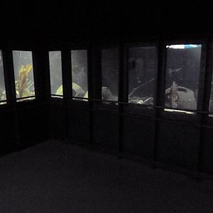 Viewing Windows - No Flash