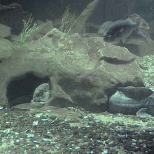 Wolf Eels